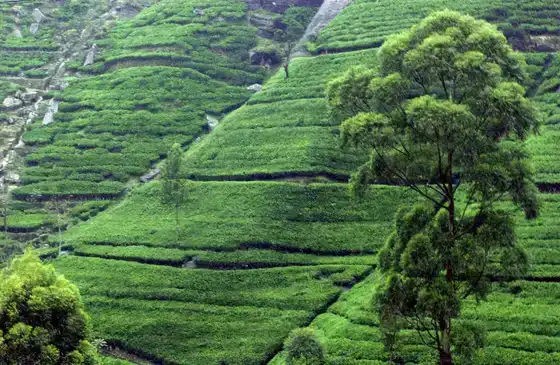 Plantation de thé près de Kandy, Sri Lanka.