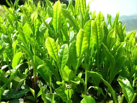 Feuilles de thé vert Yabukita